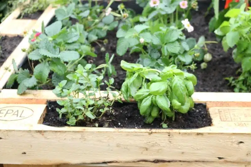 Hochbeet aus Europaletten selber bauen