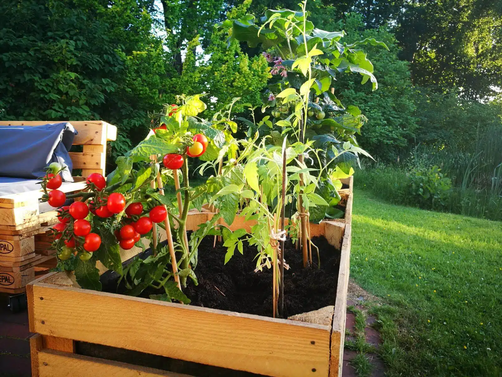 obstkisten-beet-pflanzen